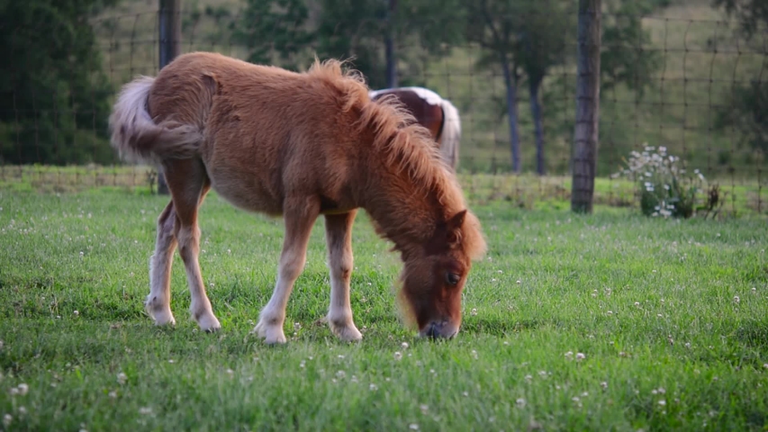 Bibit Kuda-Kuda Terkecil di Dunia