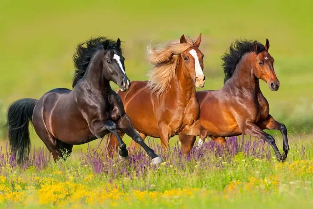 Kuda-Kuda Termahal Sepanjang Masa