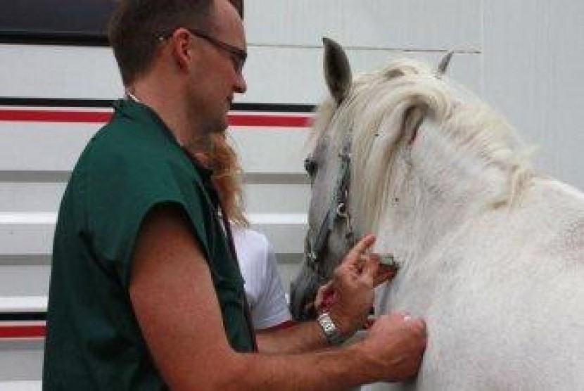 Vaksin Hendra Tidak Berpengaruh Pada Performa Kuda Pacu